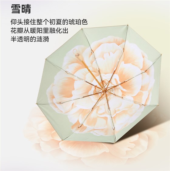 8骨小金伞详情图_18